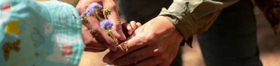 The hands of a man helping a child pick flowers